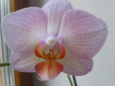 Phalaenopsis Ravello (2 Rispen) | Orchideen-Wichmann.de - Highest  horticultural quality and experience since 1897