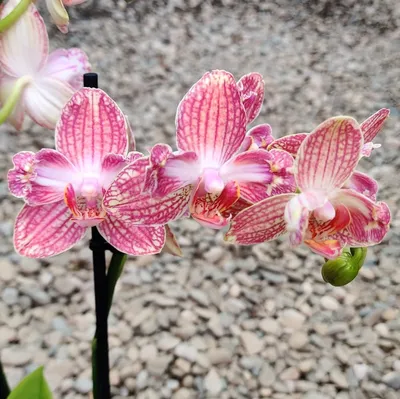 Orchid Phalaenopsis Anthura Ravello – Floraria Secret Garden (SG)