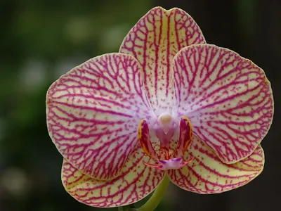 Phalaenopsis Ravello | Orquideas GENEC | Flickr