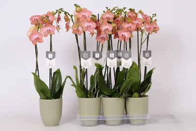 ОТЦВЕЛА орхидея фаленопсис равелло Salmion + растет цветонос: 450 грн. -  Комнатные растения Киев на Olx