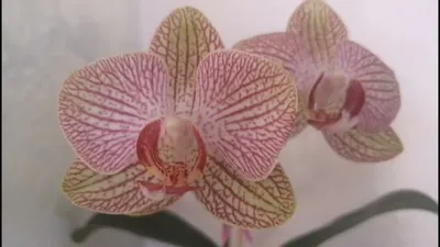 Орхидея Фаленопсис Califo, + ДОСТАВКА в Подарок, 2 ст., 60 см