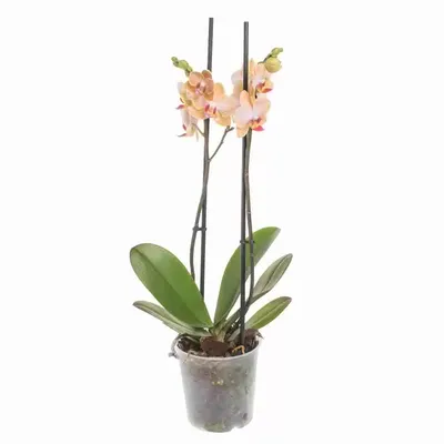 Купить Фаленопсис (орхидея) 12*65 2 ствола Ravello (Piet Vijverberg By-5)  оптом | Paeonia