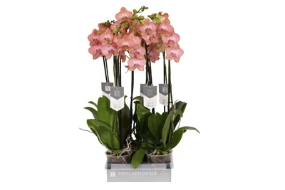 Phalaenopsis Anth. Ravello 18+ Green Ceramics 2 stem in deco pot |  Phalaenopsis | Phalaenopsis | Цветущие комнатные орхидеи | Цветущие  комнатные растения | Комнатные растения | All products | OZ Planten