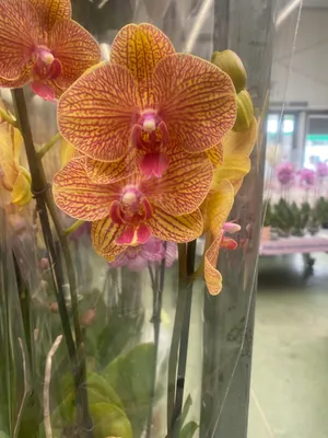 Орхидея Равелло - 61 фото