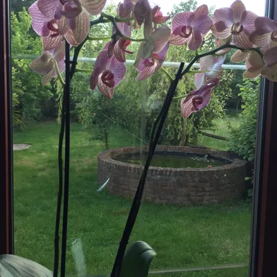 Моя Phalaenopsis Ravello (орхідея Равелло) перше домашнє цвітіння! - YouTube