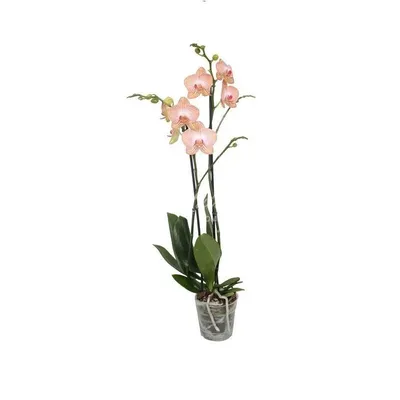 Орхидея фаленопсис миди 2 цветочные стрелки – Цвет`ок – дорогая цветочная  лавка