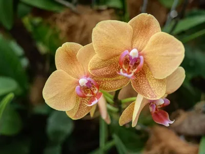 ORQUIDEA PHALAENOPSIS RAVELLO 2/3 TALLOS M12 70CM