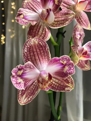 Phalaenopsis Ravello | Орхидеи, Орхидея, Цветы