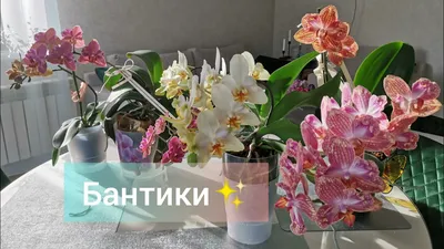 Орхидеи для Вас - 🌺 Стандарт \"Равелло\"!!! 😍 Воск,2... | Facebook