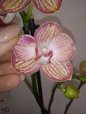 Жива орхідея JMP 60см ravello - Vroda