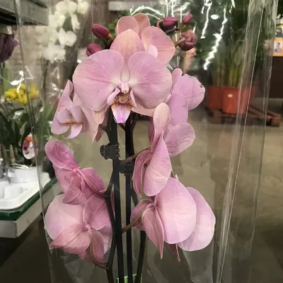 Орхидея Фаленопсис Рим 3 ст купить в Москве с доставкой | Магазин растений  Bloom Story (Блум Стори)