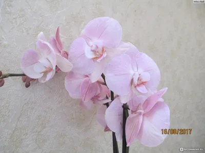 Phal Rome | Exotic flowers, Beautiful flowers, Flower therapy