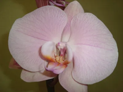 Phal. Rome💓🌸 Мой шикарный Рим🎀 Живет у меня с 2018 года🌿 Второе  домашнее цветение на 13 цветков, в первое было еще больше - 17 на двух  цветоносах! 🤩... | By Irene's orchids | Facebook