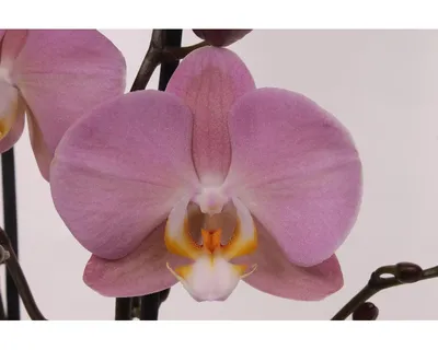 blooming branch of beautiful dark purple orchid, phalaenopsis with yellow  rim is isolated on white background, closeup Stock Photo - Alamy