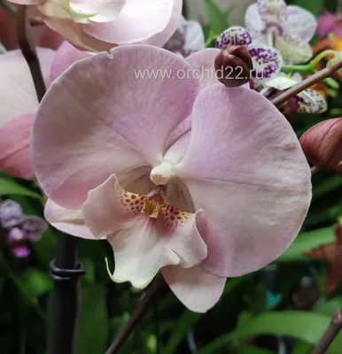 Farfi Artificial Butterfly Orchid Flower Bouquet Phalaenopsis Wedding Home  Rome Decor (Light Purple**) - Walmart.com