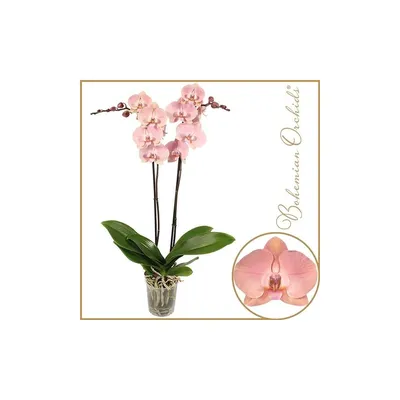 Orchid phalaenopsis trade from Europe Plant Export BV