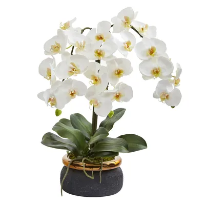 Phalaenopsis Orchid Flowers Stock Photo - Image of orchid, beautiful:  110701858
