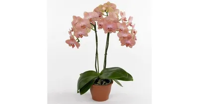Orchid Rome Florist: Roots and Willow | Local Flower Delivery Rome, GA 30161