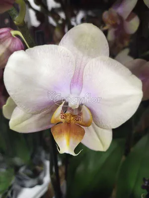 Paradise Orchids Tanzania - Rome | Facebook