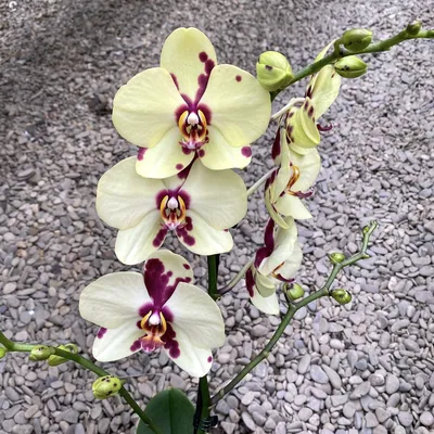 Phalaenopsis orange | Phalaenopsis | Phalaenopsis | Цветущие комнатные  орхидеи | Цветущие комнатные растения | Комнатные растения | All products |  OZ Planten