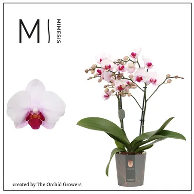 closeup of head dark cherry with white rim orchid phalaenopsis i Stock  Photo | Adobe Stock