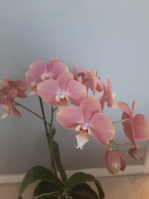 Орхидея Phalaenopsis Big Lip (отцвел)
