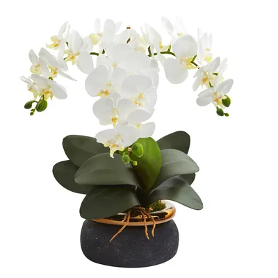 Phalaenopsis Rome 2 Risp 122922