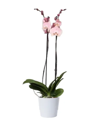 White Phalaenopsis hybrid orchid with landing strip - Bai … | Flickr