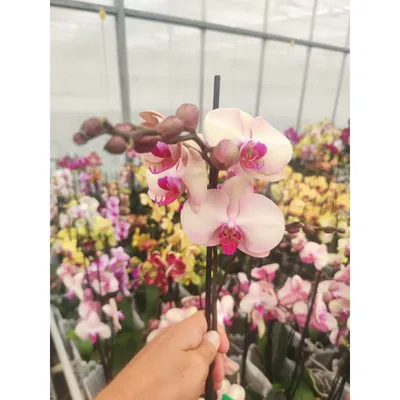Фаленопсис Равелло 2 ст 🌼 купить в Москве недорого с доставкой - GoodFlora