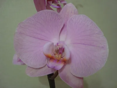 Phalaenopsis Cadi 2 stem | Phalaenopsis | Phalaenopsis | Цветущие комнатные  орхидеи | Цветущие комнатные растения | Комнатные растения | All products |  OZ Planten