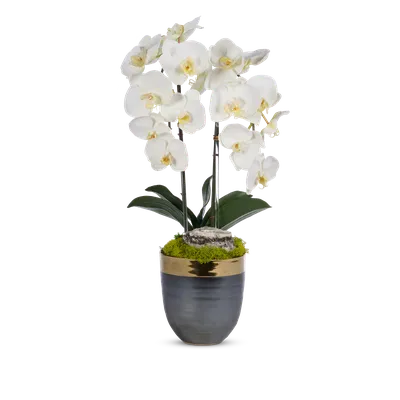 Phalaenopsis Orchid Pictures | Download Free Images on Unsplash