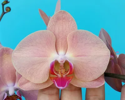 Орхидея Фаленопсис \"Рим\" 🌺🌺🌺 | hamster_and_dog2022 | Дзен