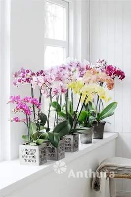 Just discovered that my largest phal is slightly fragrant. I'm in love 😍  🥰 : r/orchids