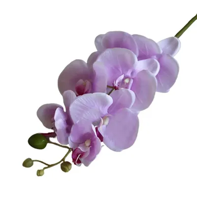 Орхидея Phal. Hybrid № 549 - купить, доставка Украина