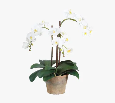phalaenopsis rose by marob0501 on DeviantArt