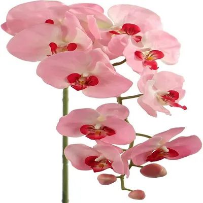 blooming branch of dark purple with yellow rim orchid, phalaenopsis is  isolated on white background, closeup Stock Photo - Alamy