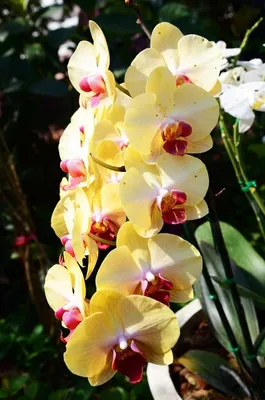 Blooming Branch Beautiful Dark Cherry with White Rim Orchid Stock Photo -  Image of bloom, head: 42747140