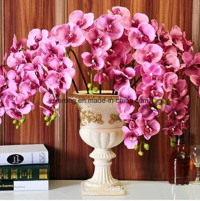 Flowers and Plants online Rome | Phalaenopsis orchid fuchsia