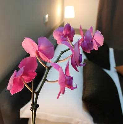 Gemini Suites Navona, Rome – Updated 2024 Prices