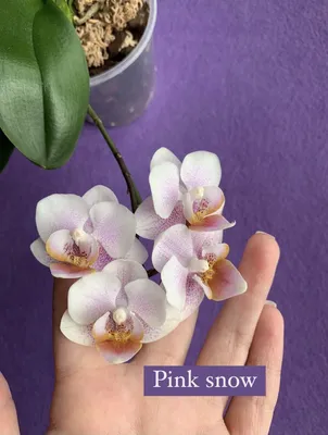 Really proud of my orchid rebloom : r/orchids