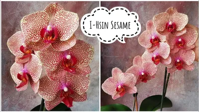Фаленопсис Сезам (Phalaenopsis I-Hsin Sesame) Тайвань — купить в  интернет-магазине Ангелок