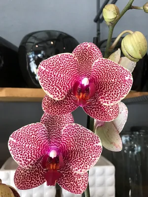 Орхидея Phalaenopsis OX Red Sesame