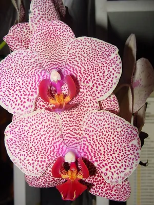 Phalaenopsis Sesame - Orchids, orchid care substrates, Orchidarium