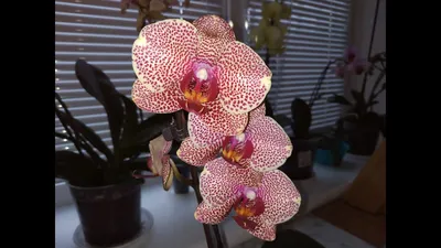 Phalaenopsis Sesame #phalaenopsisorchid #phalaenopsishybrid #phalaenopsis  #orchidcollector #orchidlover #orchidlovers #orchidnursery #orchidshow... |  By Orchid Tree | Facebook