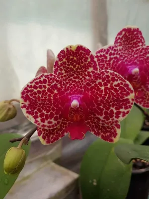 phalaenopsis Sesame Orchid | JR257 | Flickr