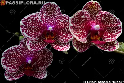 Орхидея Sesame (Сезам) - первое домашнее цветение. - YouTube