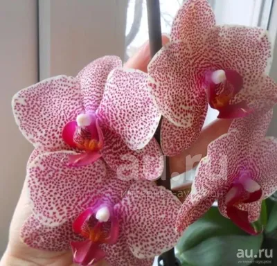 Phalaenopsis Ox Red Sesame 9er Topf | Passiflora.ru - Сервис коллективных  заказов