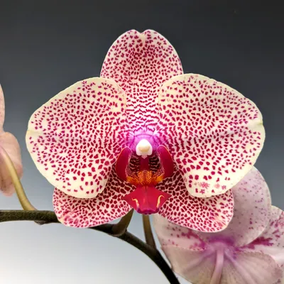 Орхидея фаленопсис -\"I-HSin Sesame\", 2,5, Taiwan - 240 грн, купить на ИЗИ  (18260648)