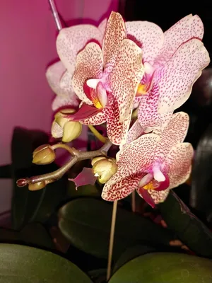 Phalaenopsis I-Hsin Sesame