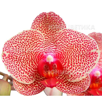 orchidee.su - Phalaenopsis OX Red Sesame, пятна к центру... | Facebook